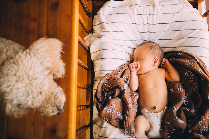 Fresh 48 Newborn Photography, a baby lays in a crib cozy with the family labradoodle looking on curiously